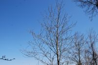 Monte cucuzzo  Aprile 2018 (38)